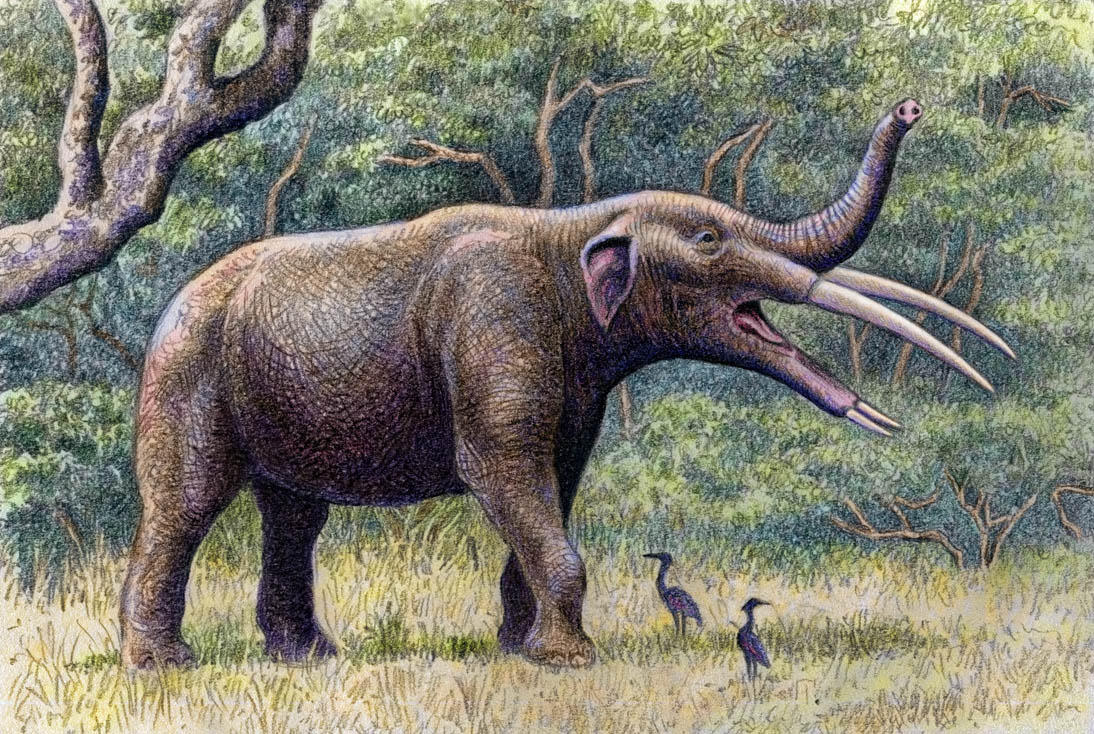 Gomphotherium angustidens by WillemSvdMerwe