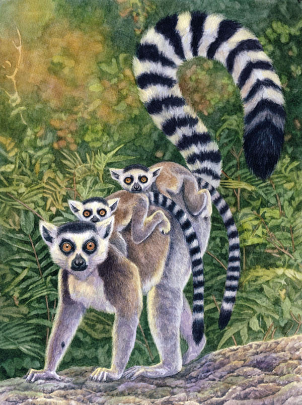 Ring-tailed Lemurs by WillemSvdMerwe