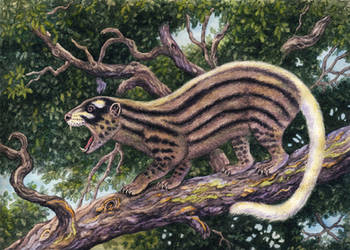 Oxyaena lupina by WillemSvdMerwe