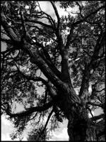 Tree. by xoxomassacre