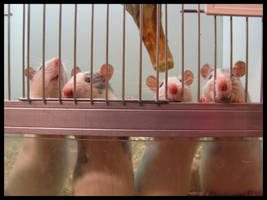 Curious rats. by xoxomassacre