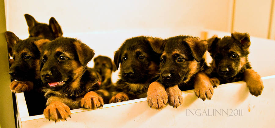 Pretty German Shepherd Puppies by Ingalinn on DeviantArt