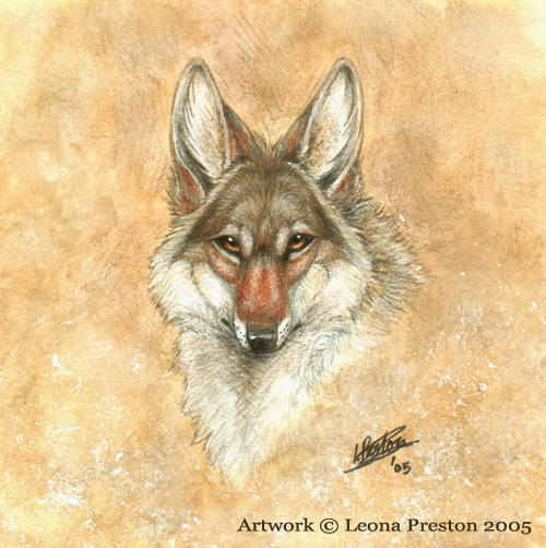 Coyote Head by Leopreston