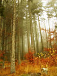 Under the fading trees by ladyayne