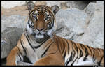Blank tiger stare by Lunchi