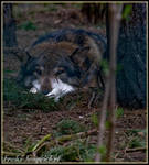 resting by Wodenswolf