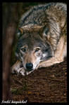 calm watcher by Wodenswolf