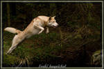 Jump I by Wodenswolf