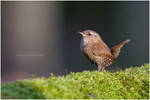 Walking on Moss by Swordtemper