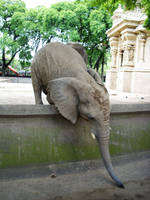 Elephant 5 by Etereas-stock