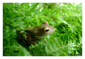 Fern Frog by FNQ