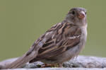 Bird Stock 070 by Malleni-Stock