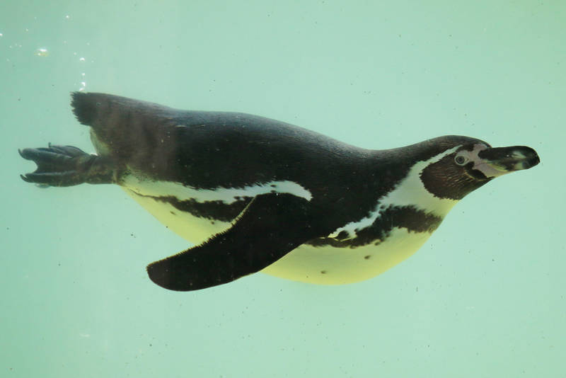 Penguin Stock 10 by Malleni-Stock