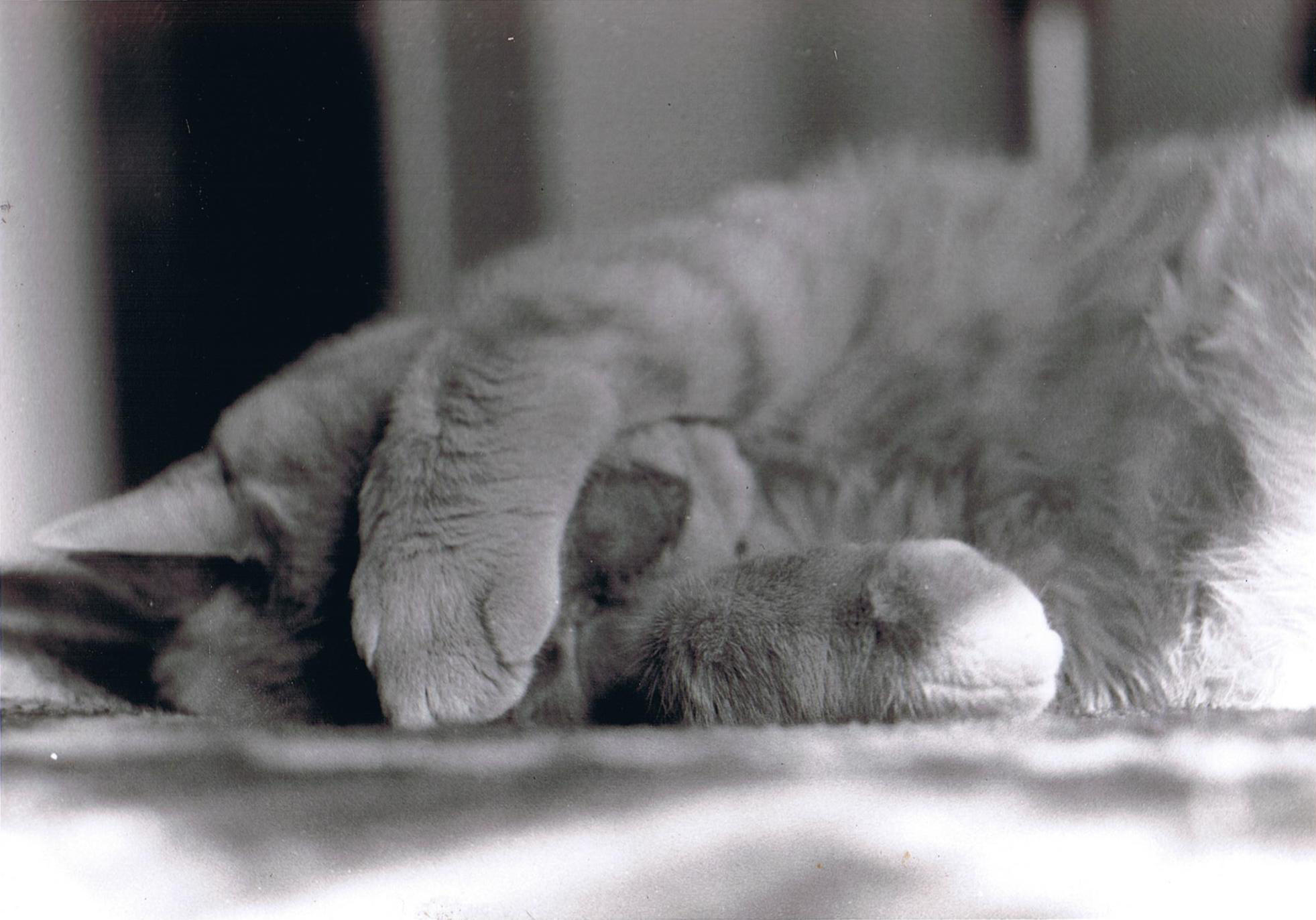 Catnap 1 by Sadie-Dkirin