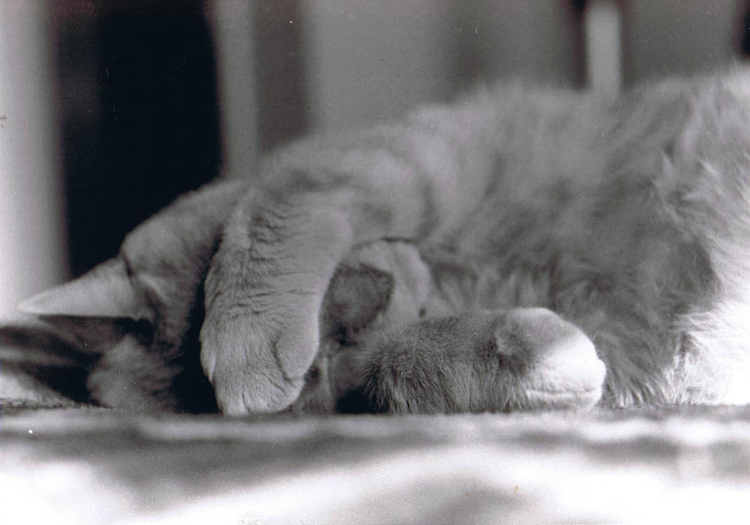 Catnap 1 by Sadie-Dkirin