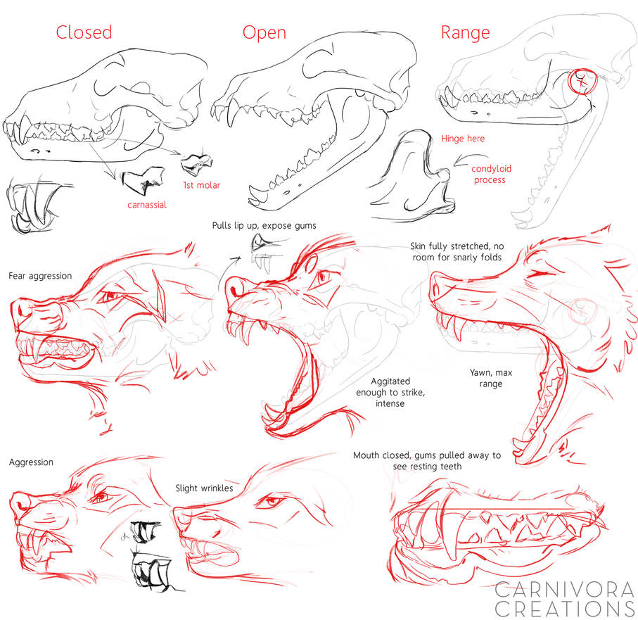 Wolf skulls and snarls reference by Chickenbusiness on DeviantArt