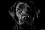 The Black Lab II by Wordup