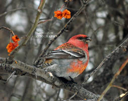 Pinicola enucleator (PRINT WITHOUT WATERMARK) by Lunnika-Horo