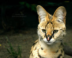 Serval          [PRINT WITHOUT WATERMARK] by Lunnika-Horo