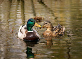 Love story by Lunnika-Horo