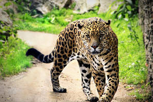 Jaguar by Lunnika-Horo