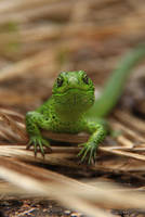 Satisfied lizard by Lunnika-Horo