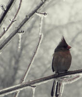 Atop the kingdom by breath-defying