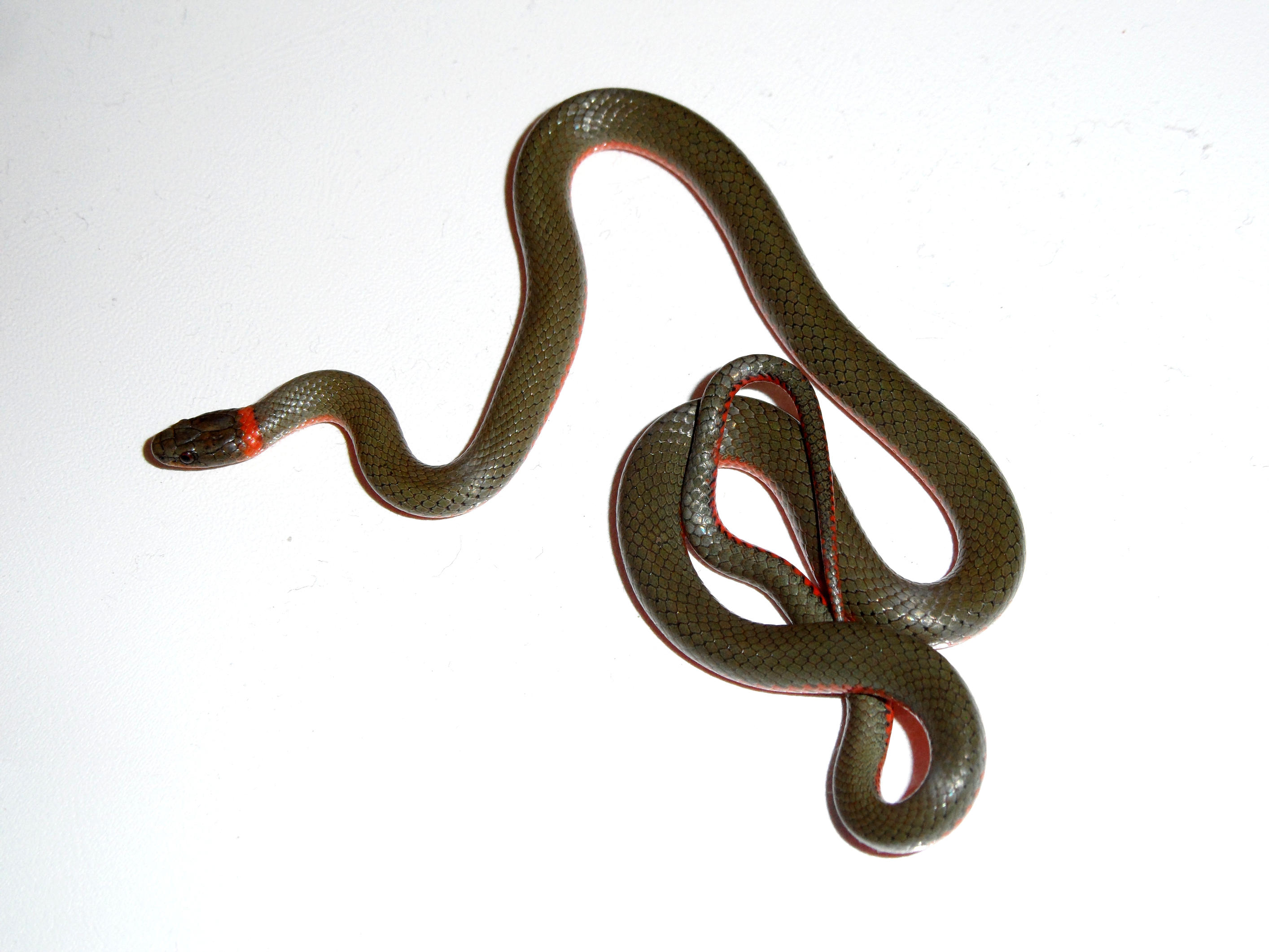 Ring Neck Snake by kayosa-stock