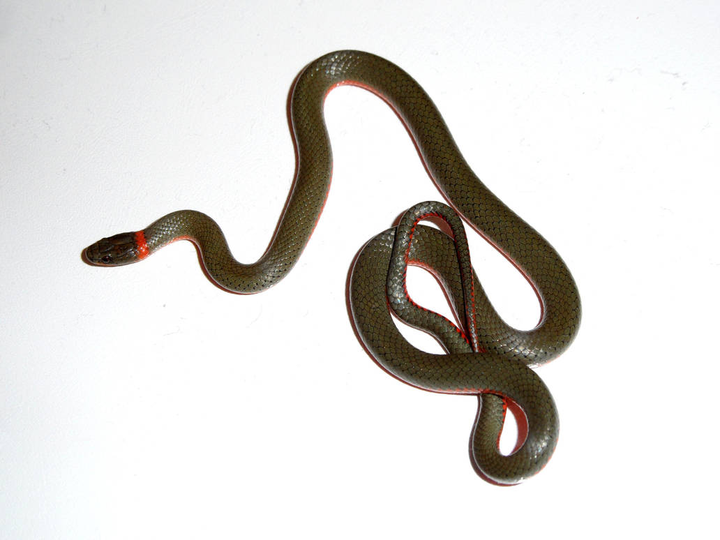 Ring Neck Snake by kayosa-stock