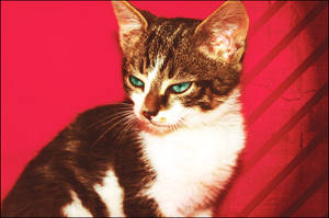 Kitty In Pink by adorableFRENCHIES