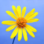 Sunny Wildflower -square- by sara-satellite