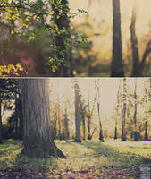 Fairy Forest Pt. 2 by Maegondo