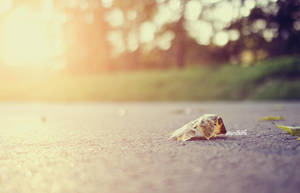 afternoons so soft by Maegondo