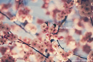 Early April Cherry Blossoms by Maegondo
