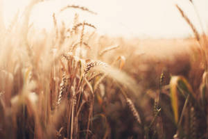 Back to the roots by Maegondo