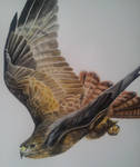 Buzzard in flight by BecciES