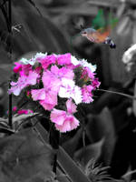 Color thief by mmkojot