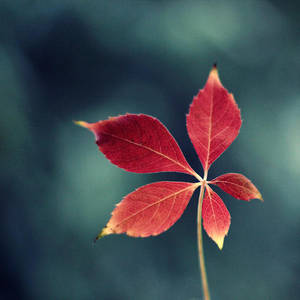 Red Star by CloverSpyF Red Star by CloverSpyF