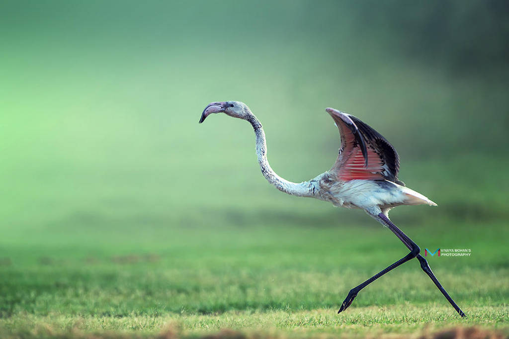 Flamingo by vinayan