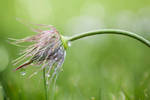 Wet by SarahharaS1