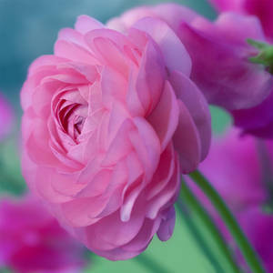 Ranunculus by SarahharaS1 Ranunculus by SarahharaS1
