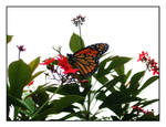 Monarch Butterfly by Kate419882