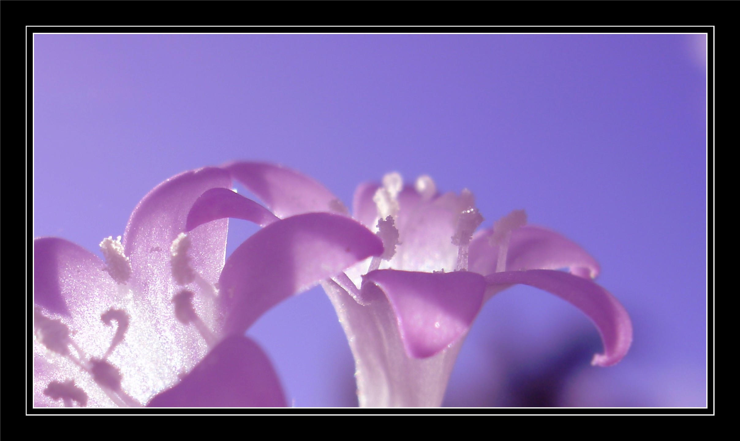 lilac petal and fman lilac petal and fman