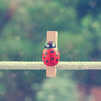 Ladybeetle by etherealwinter