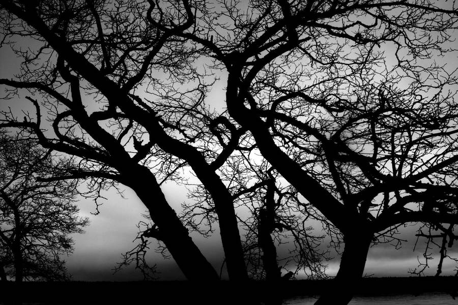 Tree Silhouette 7297988 by StockProject1