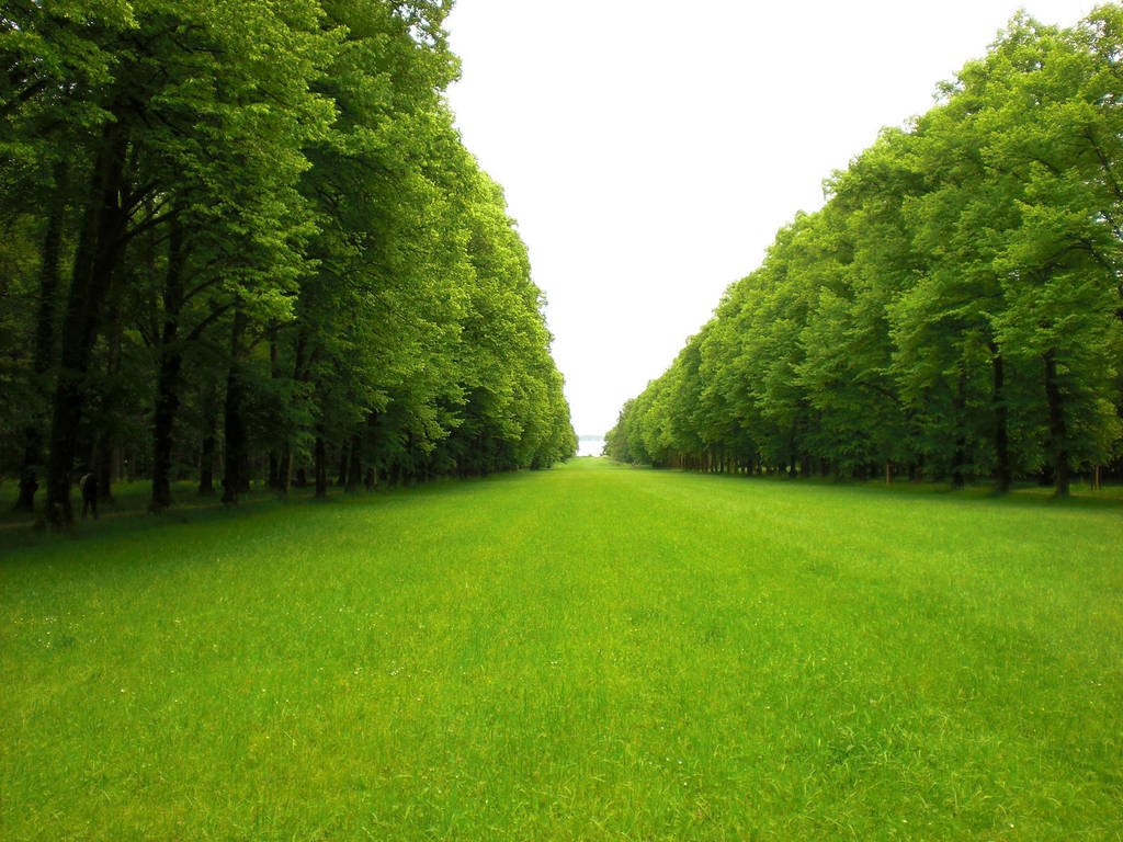 Green Pasture 15345928 by StockProject1