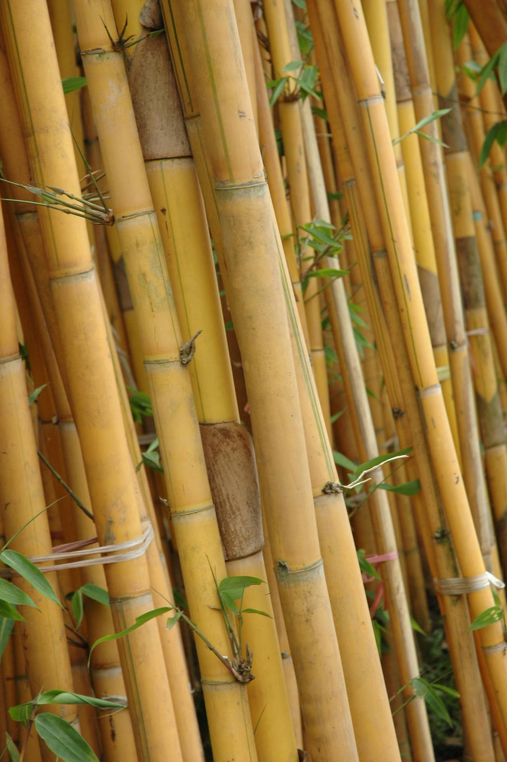 Tilted Bamboo 15394872 by StockProject1