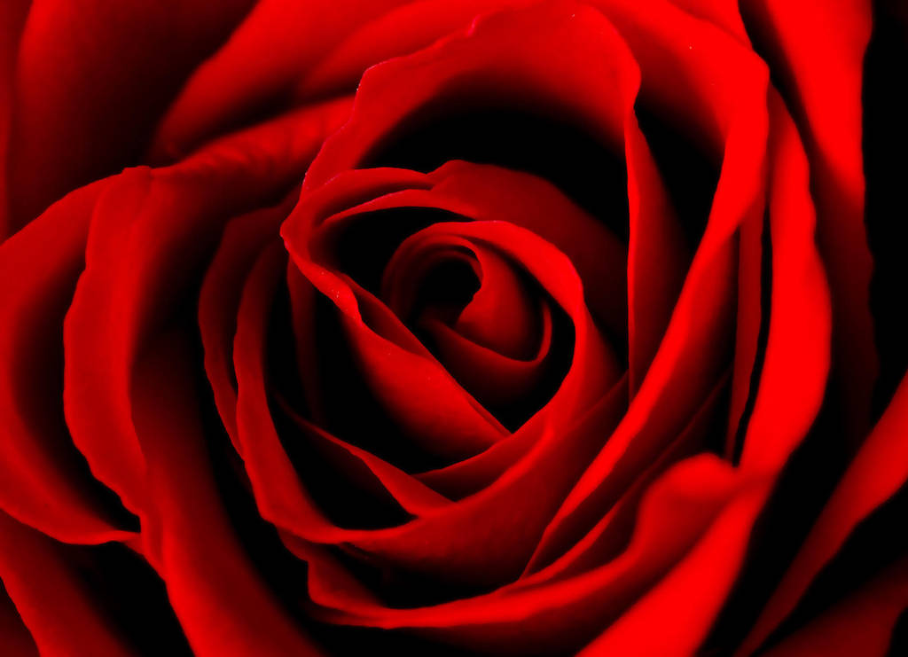 Lovely Rose 15713006 by StockProject1