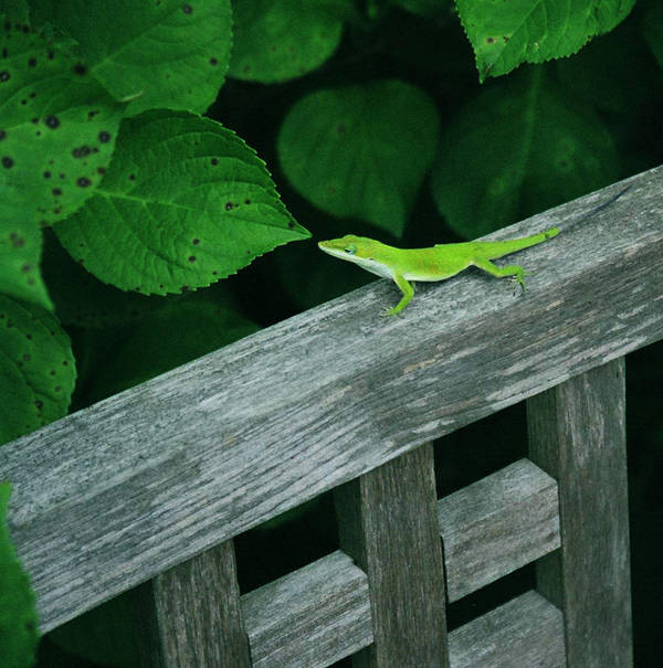 Little Green Lizard by druideye