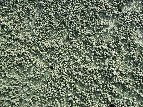 Stock: sand texture from crabs by JinxedElf